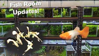 24k Gold & Red Ear Koi Guppy Updates More Longfin White Cloud Breeding Day In The Fish Room #25