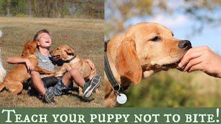 Stop Puppy Biting  Top 3 Training Solutions