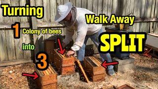 Walk Away SPLIT - TURNING 1 Honey Bee Hive INTO 3