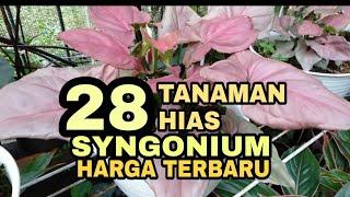 28 SYNGONIUM HARGA TERBARU  HARGA SYNGONIUM  JENIS SYNGONIUM DAN HARGANYA  TANAMAN HIAS SYNGONIUM