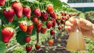 The strongest organic fertilizer for STRAWBERRIES Pick Big and Sweet Fruits on Bins