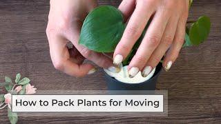 How to pack plants for moving