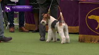 Fox Terriers Wire  Breed Judging 2023