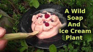 Bushcrafted Soap And Ice Cream From Same Plant