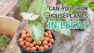 CAN YOU GROW HOUSEPLANTS IN LECA?  HOUSEPLANTS CARE TIPS
