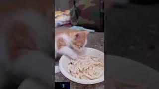 gangguin anak kucing makan #shorts #kucinglucu
