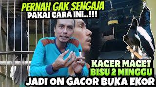 PERNAH GAK SENGAJA PAKAI CARA INI KACER MACET 2 MINGGU JADI GACOR BUKA EKOR