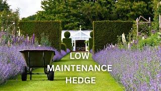 Planting A Hedge Of Lavender  Low Maintenance Hedge  Adding Plants To The Medicinal Garden