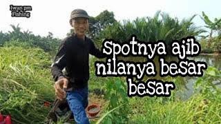 Spot Kalimati‼️ sarang ikan nila besar besar