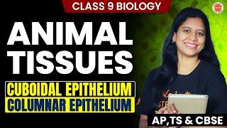 Animal Tissues  *Cuboidal Epithelium * Columnar Epithelium  Class 9  SSC Biology 2025