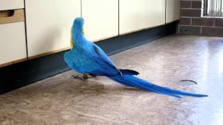 The Real Macaw Beautiful Blue and Yellow