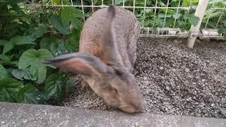Continental Giant Rabbit Excited for a walk