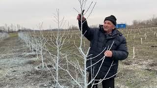 Обрезка персикового сада и обрезка черешни после посадки.