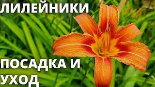 Лилейники - посадка и уход