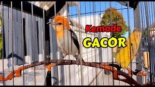 Burung Kemade GACOR