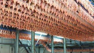 شاهد كيف يتم تقطيع و تجهيز 1000 دجاجة في الساعة  مصانع عملاقة 