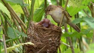 Big Brother Eviction Cuckoo Style  Natural World  BBC Earth