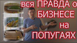 Заработок на волнистых попугаях. Сколько можно заработать?Уникальный вольер