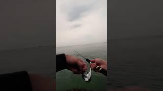 Mancing Popping Di Spot Ikan GT  #shorts #short #shortsvideo #shortvideo #mancingpopping #mancing