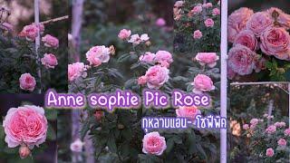 กุหลาบแอน-โซฟี พิค Anne sophie Pic Rose ป้ายยาคนชอบกุหลาบสีชมพูดอกใหญ่ ทรงถ้วย ทนโรค ทนร้อน