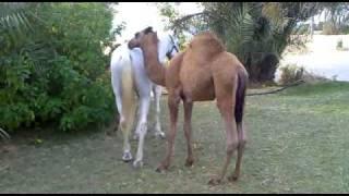 Baby Camel playing with a horse