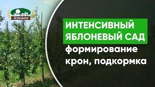 Закладка интенсивного яблоневого сада - формирование кроны подготовка земли подкормка деревьев.