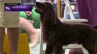 Spaniels Boykin  Breed Judging 2023