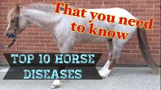 10 Most Common Horse Diseases  That you NEED to know