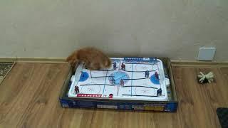 Red cat hockey player. Рыжий кот Рыжик хоккеист