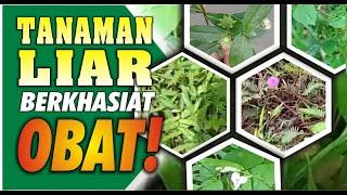 TANAMAN LIAR BERKHASIAT OBAT  BERMAIN TANAH