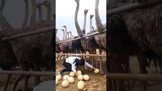 Ostrich farms in china