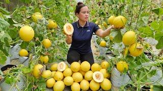 Ly Thi Ca Is More Than 3 Months Pregnant - Harvesting Cantaloupe Goes to market sell