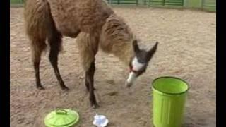 Clicker-trained llama will he stick the lid on?