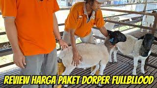 REVIEW HARGA DOMBA DORPER FULLBLLOOD DAN PAKET BREEDING MURAH DOMBA DORSIP MALANG