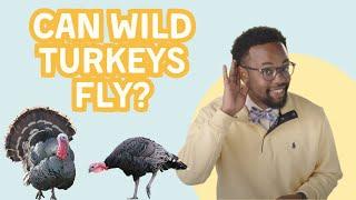 Can Wild Turkeys Fly?