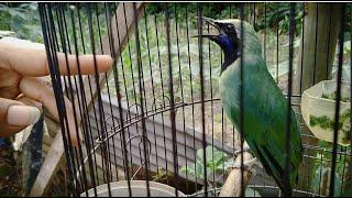 KICAU Burung CUCAK IJO Kepala KUNING Sumatra