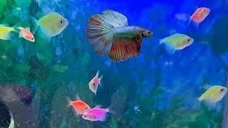 Can glofish tetras and betta fish live together? can male betta and glofish share the same fish tank