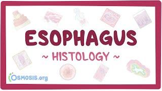 Esophagus Histology