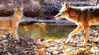 Diverse Wildlife in a Creek Alabama Trail Camera Videos
