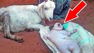 Sahipleri keçilerinin Doğurduğu İnsan Benzeri Bebeği Börünce ŞOK OLDU 