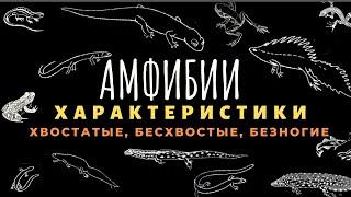 Класс земноводные или амфибии. Биология 7 класс. Земноводные животные. Строение отличия. ЕГЭ