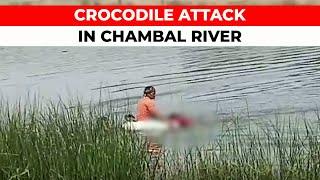 Madhya Pradesh Crocodile attack sweeps away eight devotees crossing Chambal river