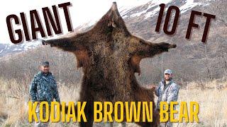 Giant 10-Foot Kodiak Island Alaska Brown Bear Hunt