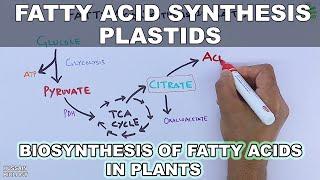 Fatty Acid Synthesis in Plastids