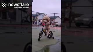 Giant Poodle Rides Bicycle In China  Newsflare