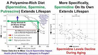 Polyamines Including Spermidine Extend Lifespan Whats My Data?