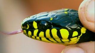 Venomous Snake Hiding on Tree   Deadly 60  Earth Unplugged