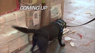 UK Customs Drug Sniffing Security Dogs  Border Patrol