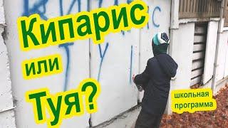 Кипарис или Туя. Как отличить. В чем разница.