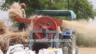 Separating wheat from the chaff - threshing machine in action